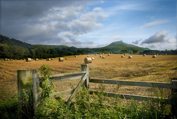 Roseberry Topping from a field